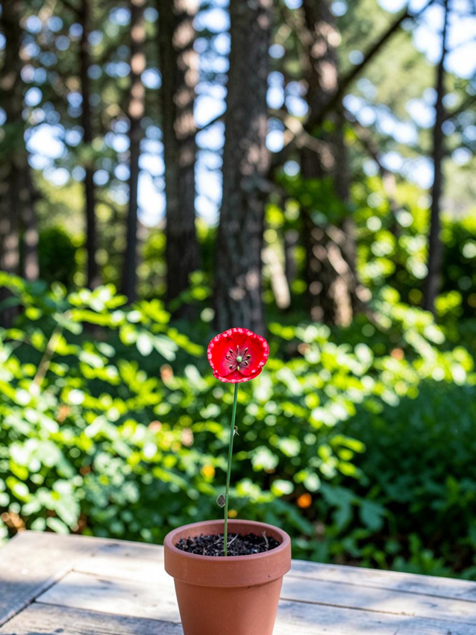 Klatschmohn klein Rot