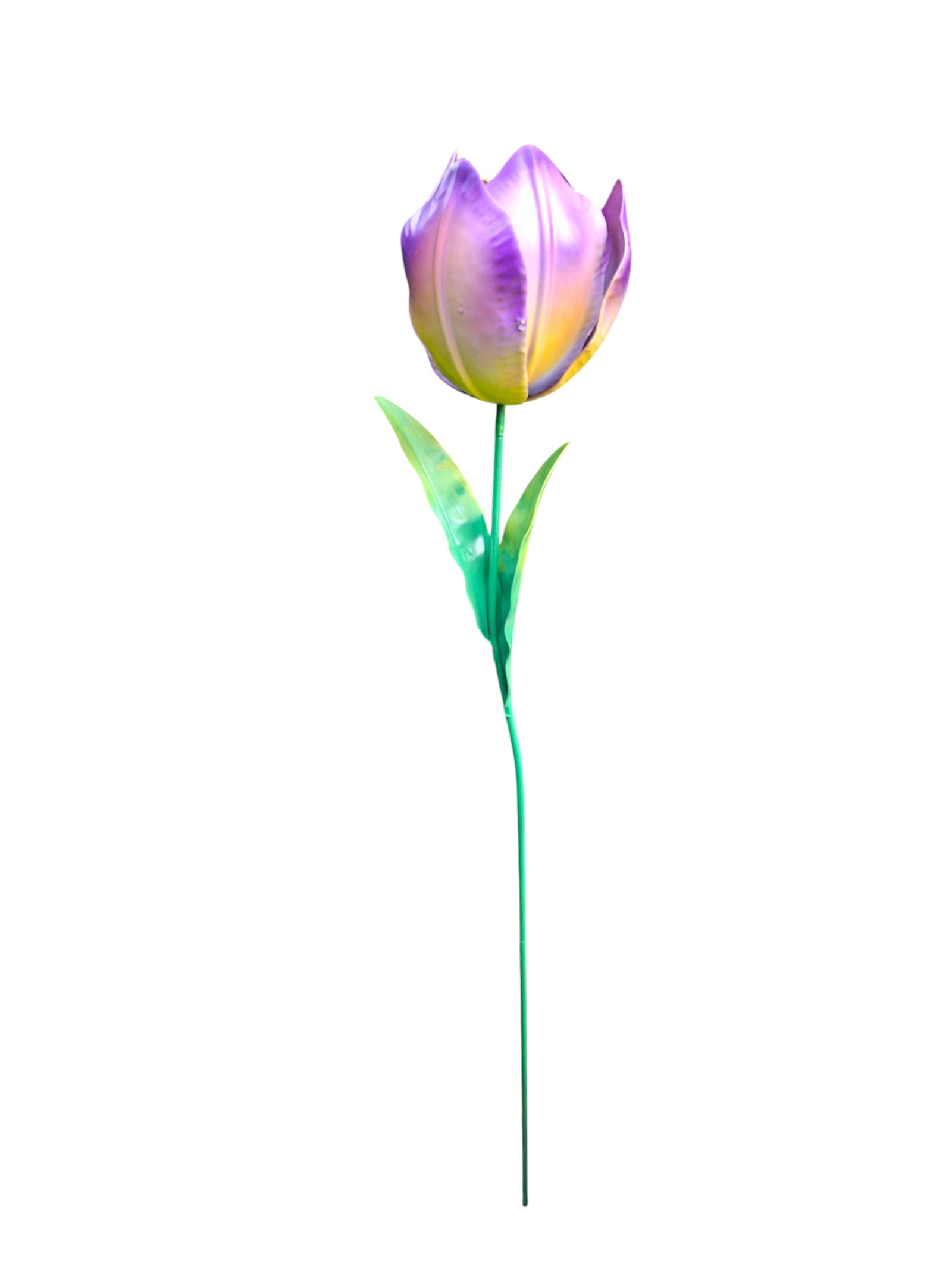 Wilde Tulp Paars-Geel